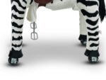 MY PONY, rijdend speelgoed  zebra van ROLLZONE ® , 4 - 10 jaar (MP2001-M) - Afbeelding 5
